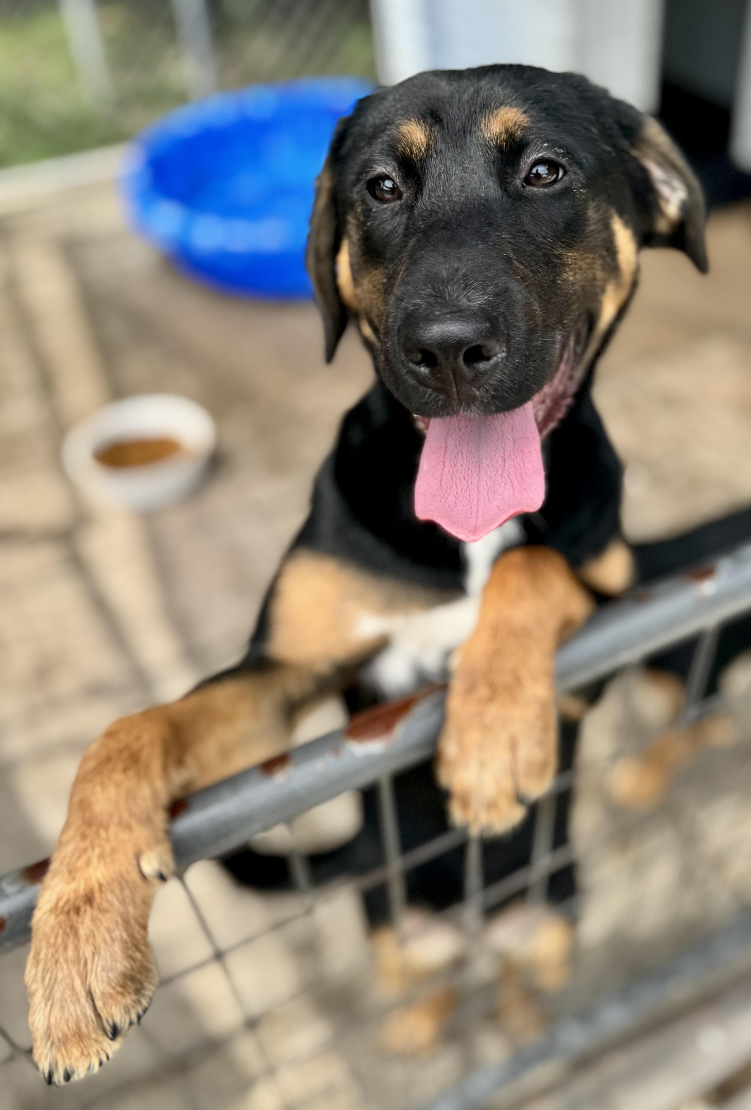 Sugarplum, a ADOPTABLE Mixed Breed in Washington, MO image 3/3