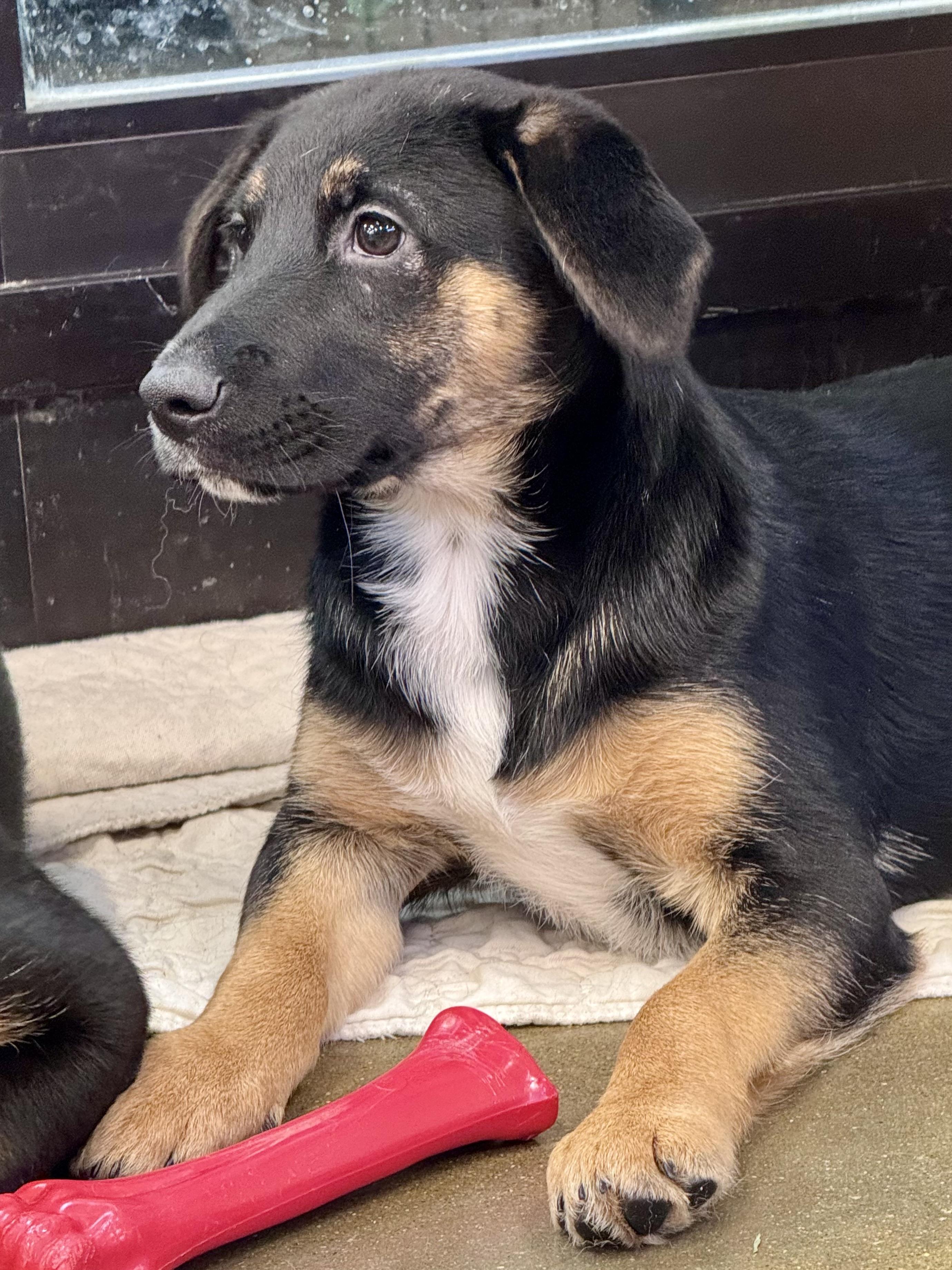 Enlarge Sugarplum, a ADOPTABLE Mixed Breed in Washington, MO image 2/2