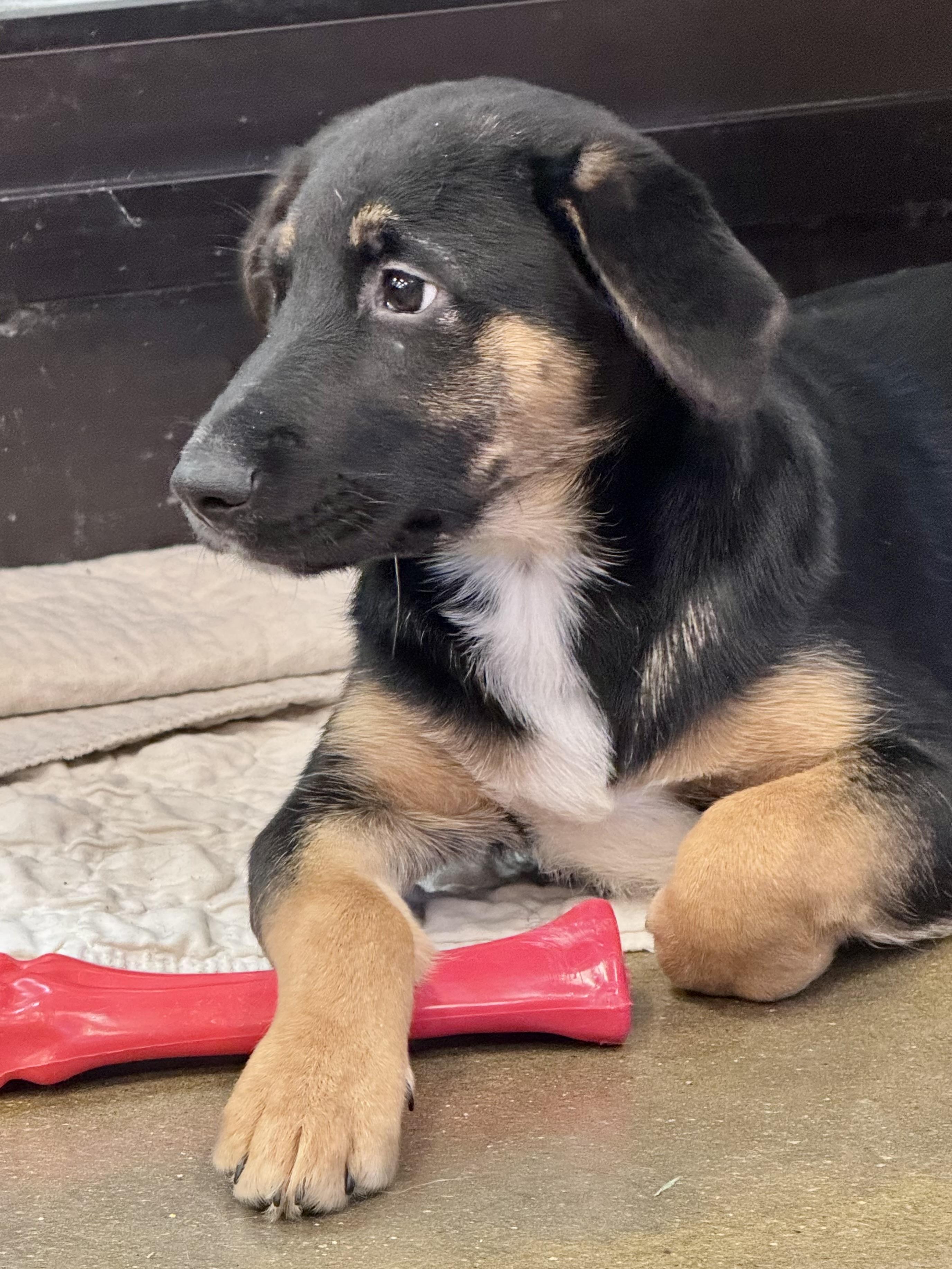 Enlarge Sugarplum, a ADOPTABLE Mixed Breed in Washington, MO image 1/2