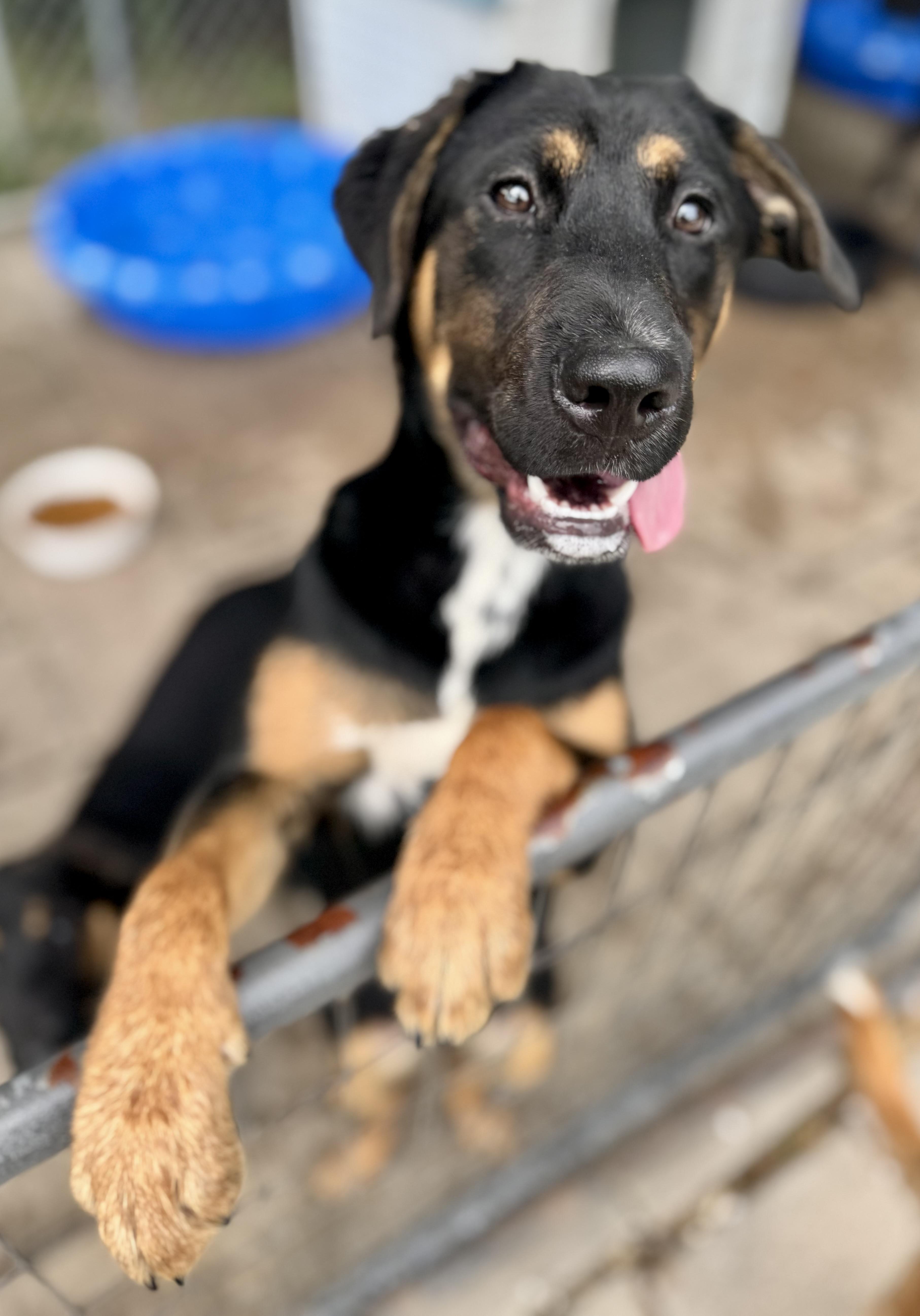 Sugarplum, a ADOPTABLE Mixed Breed in Washington, MO image 2/3