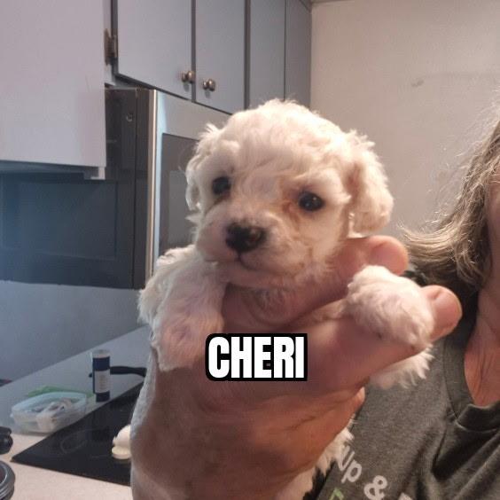 Cheri, ADOPTABLE, Puppy Female Bichon Frise.