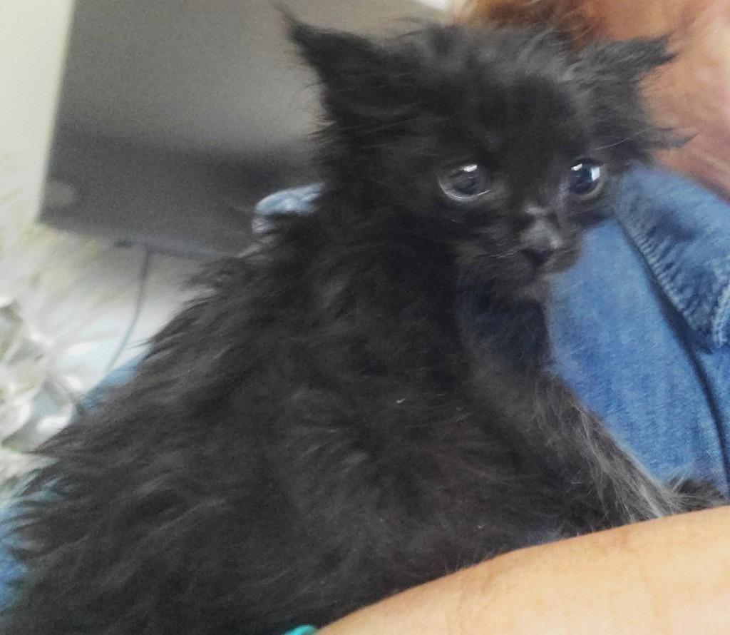 Booboo Bear, Adoptable, Kitten Male Domestic Medium Hair.