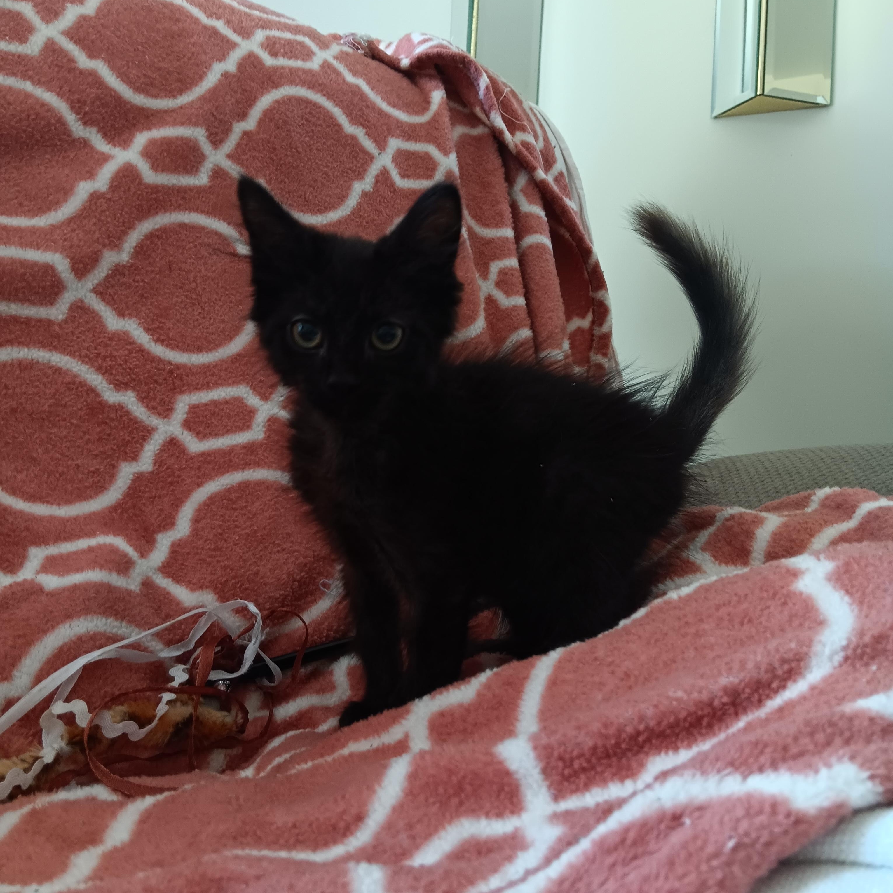 Puff and Fluff, a Adoptable mixed breed in North East, MD image 5/5