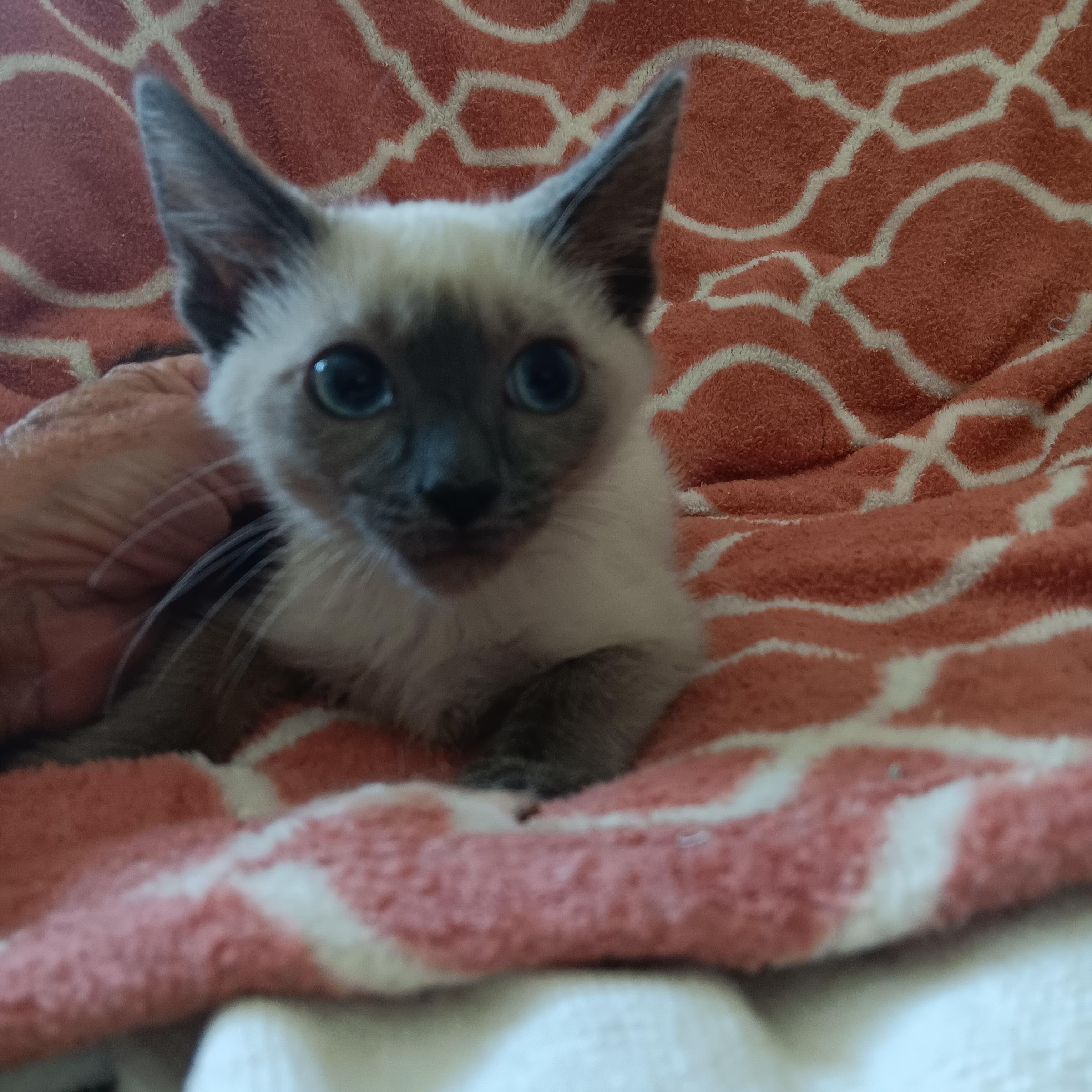 Puff and Fluff, Adoptable, Kitten Male Siamese.