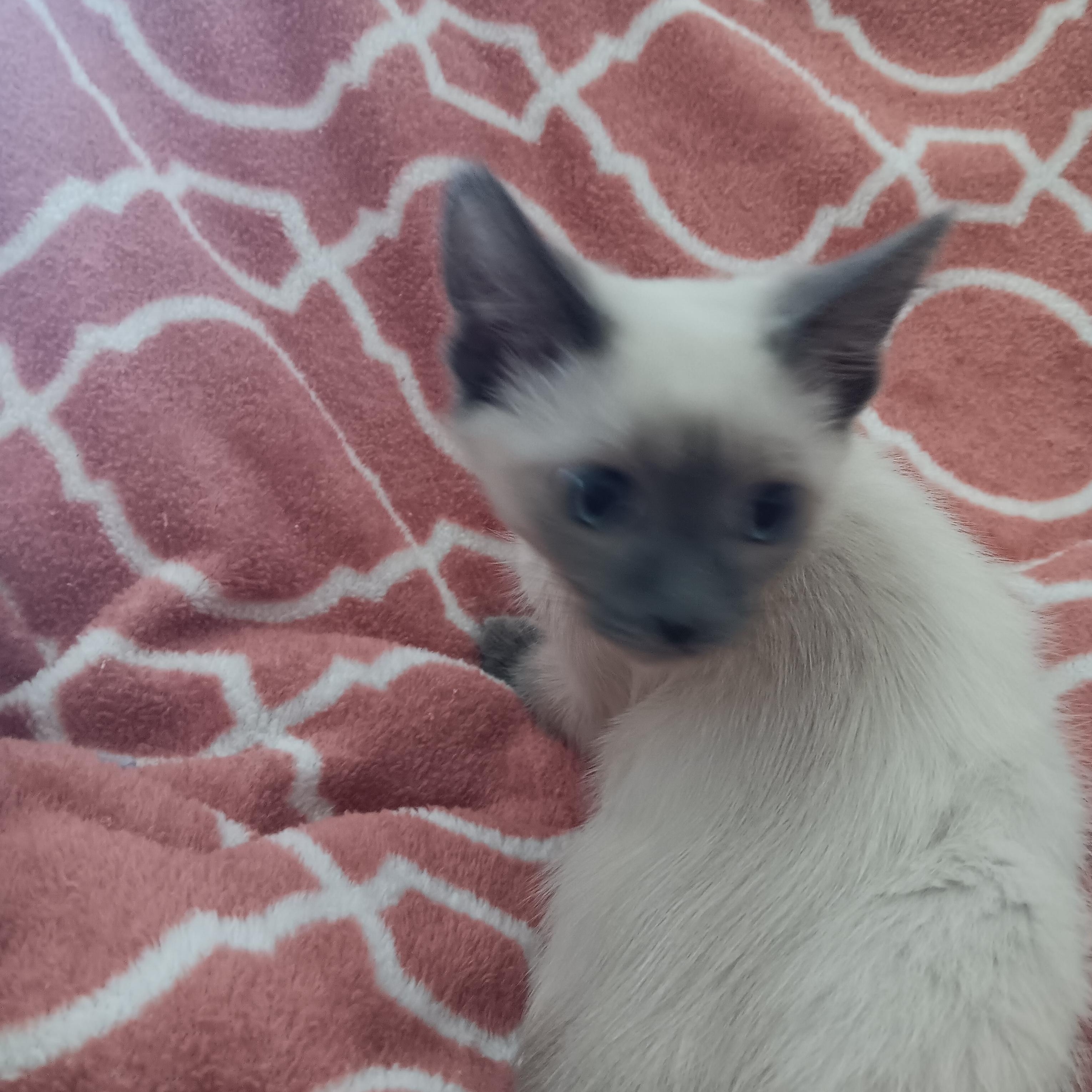 Puff and Fluff, a Adoptable mixed breed in North East, MD image 3/5