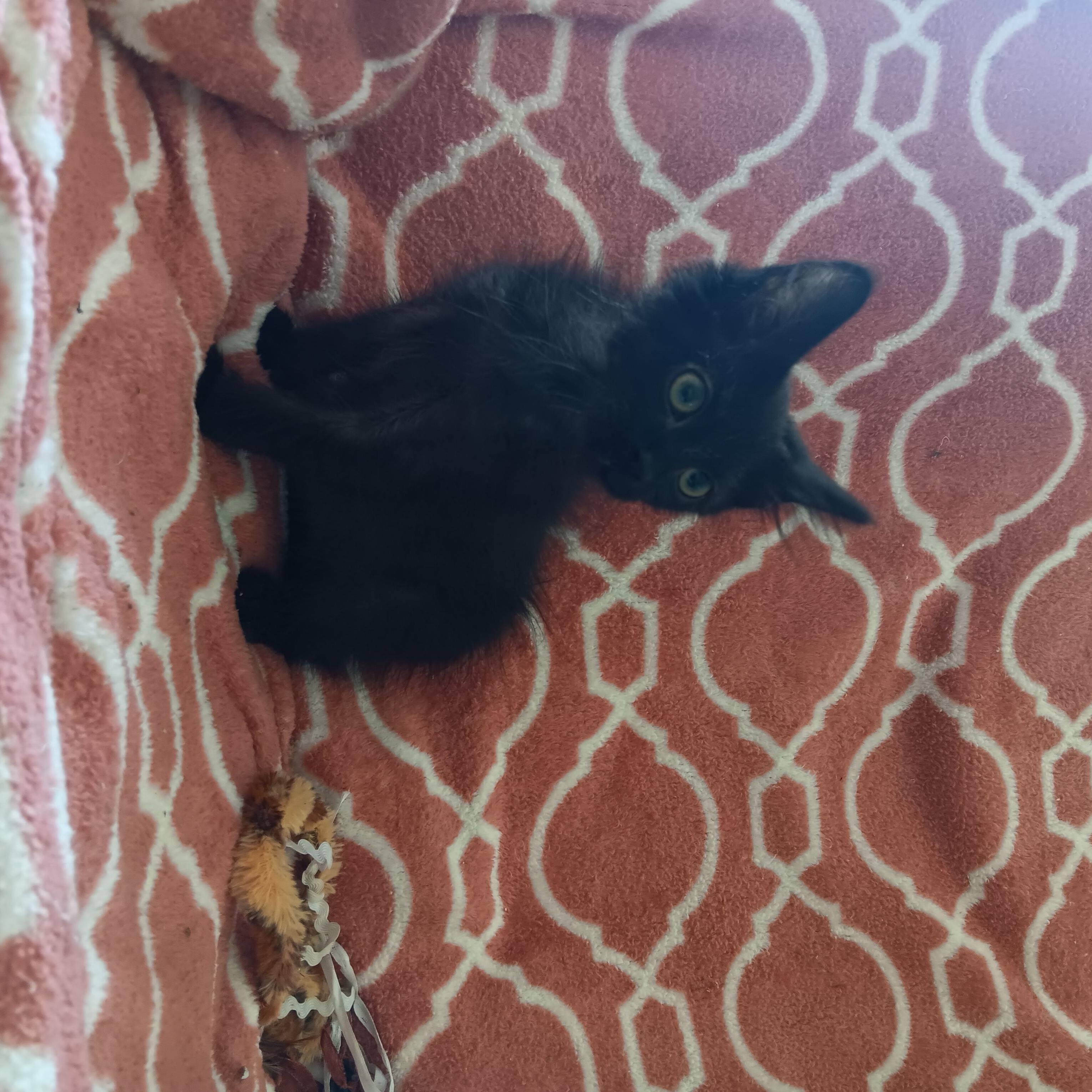 Puff and Fluff, a Adoptable mixed breed in North East, MD image 4/5
