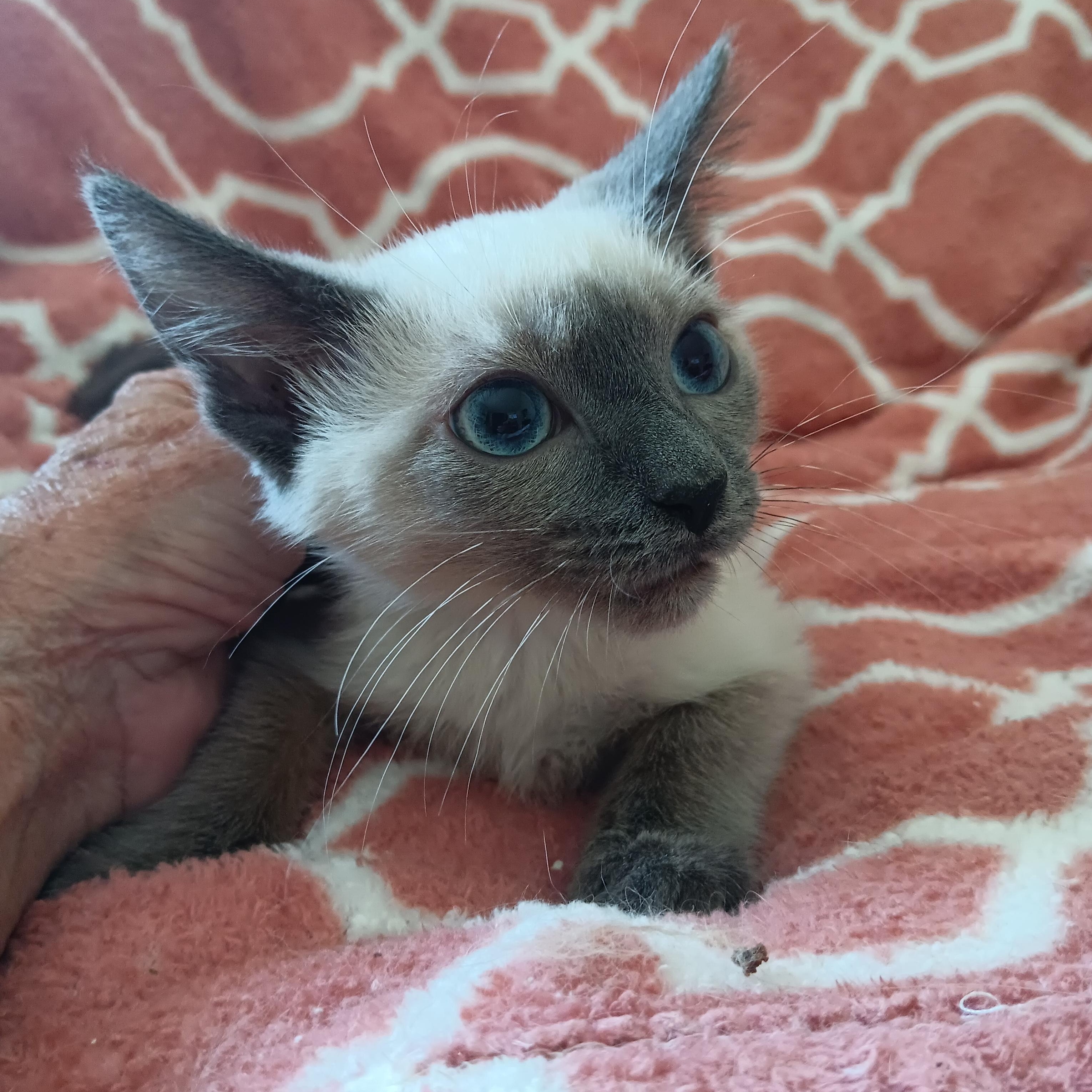 Puff and Fluff, a Adoptable mixed breed in North East, MD image 2/5