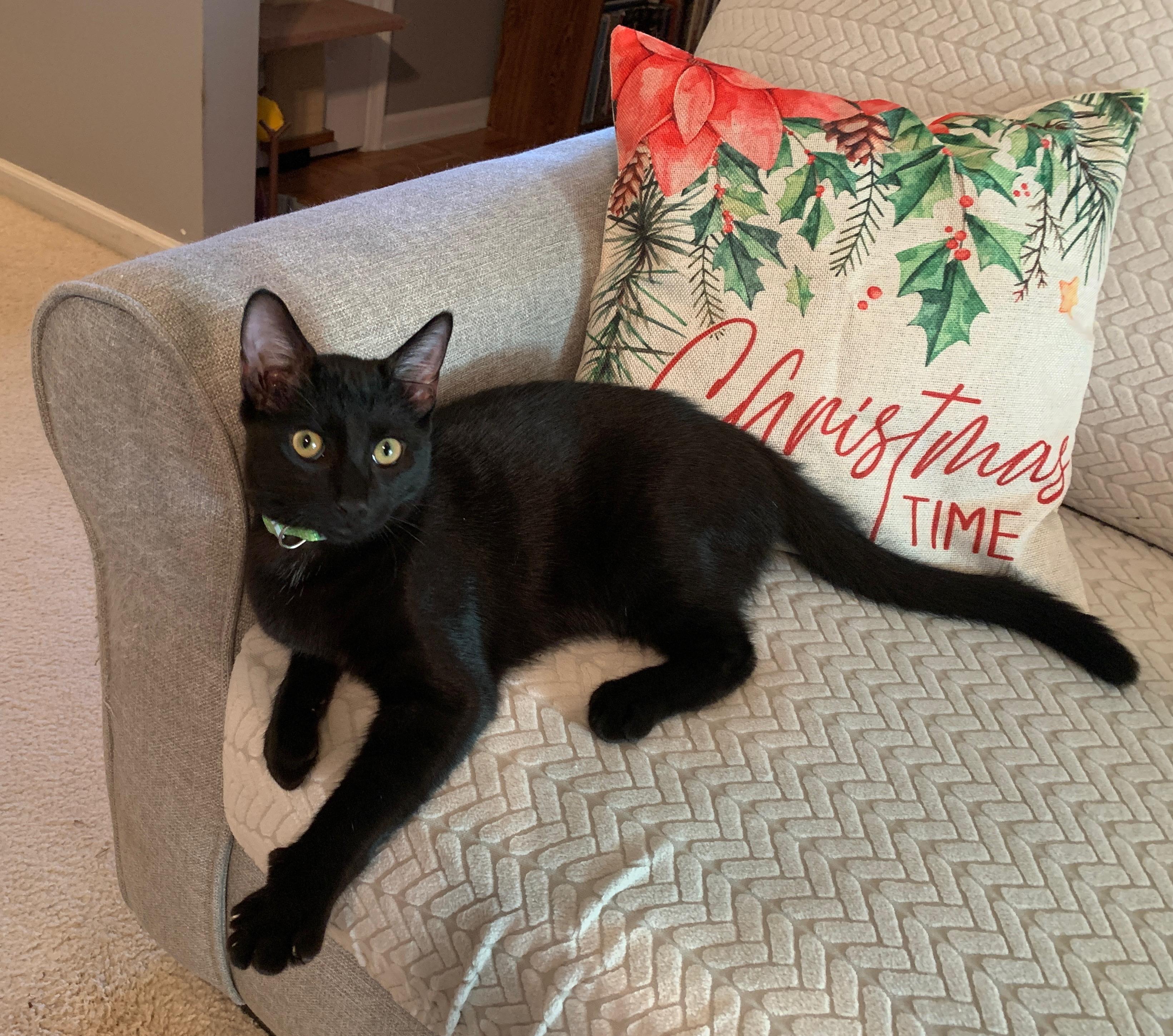 Joey, Adoptable, Kitten Male American Shorthair.