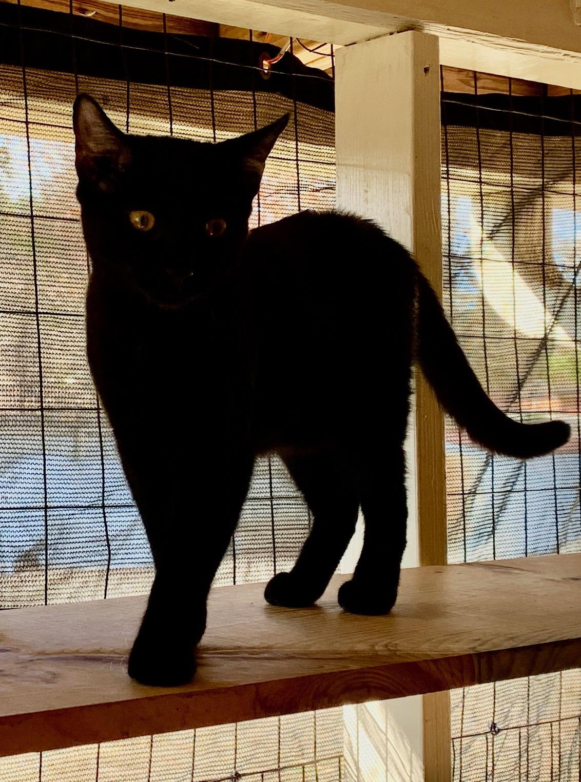 Enlarge Joey, a Adoptable mixed breed in Bonaire, GA image 3/6