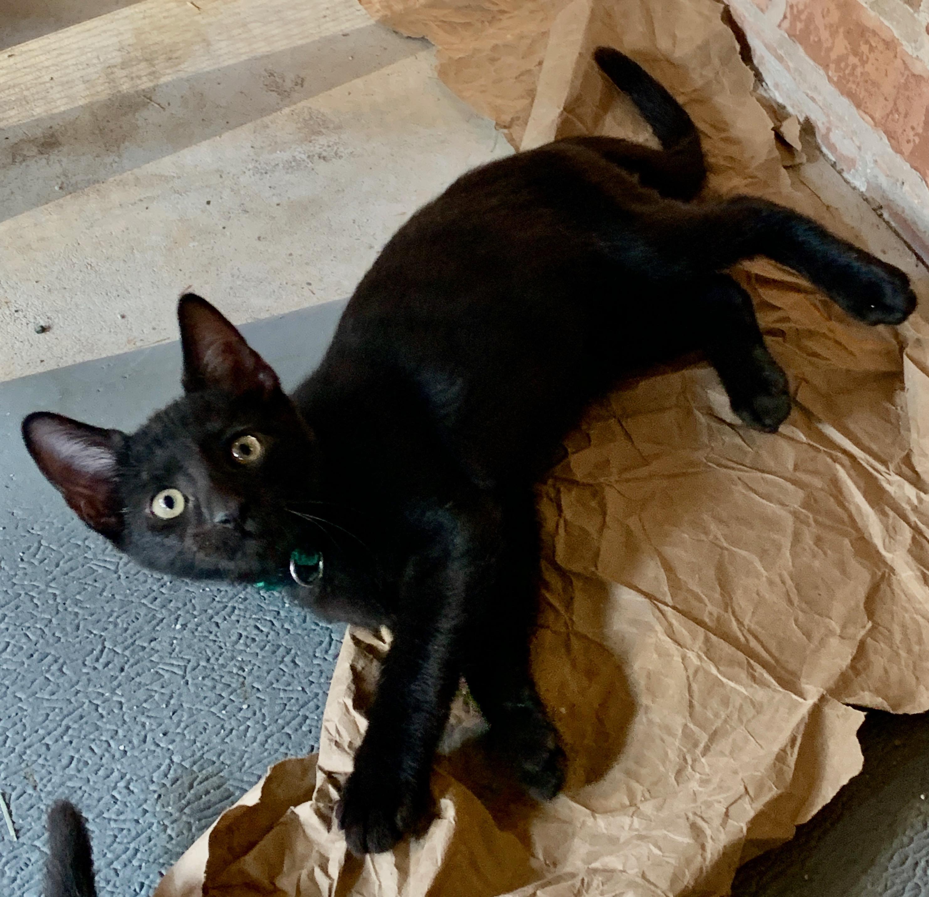 Enlarge Joey, a Adoptable mixed breed in Bonaire, GA image 5/6