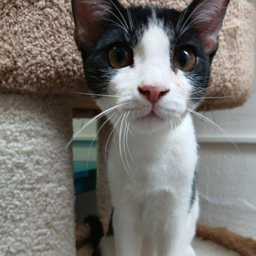 Baritone, Adoptable, Kitten Male Domestic Short Hair.