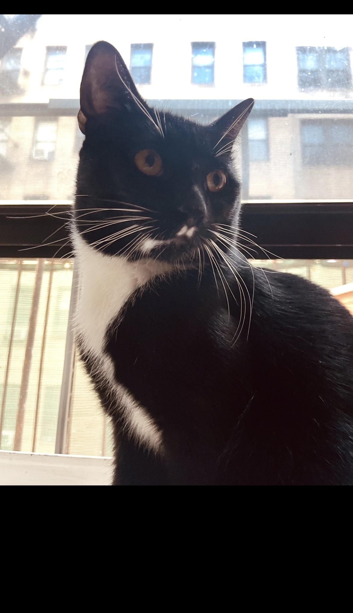 Nocturne, ADOPTABLE, Adult Male Domestic Short Hair.