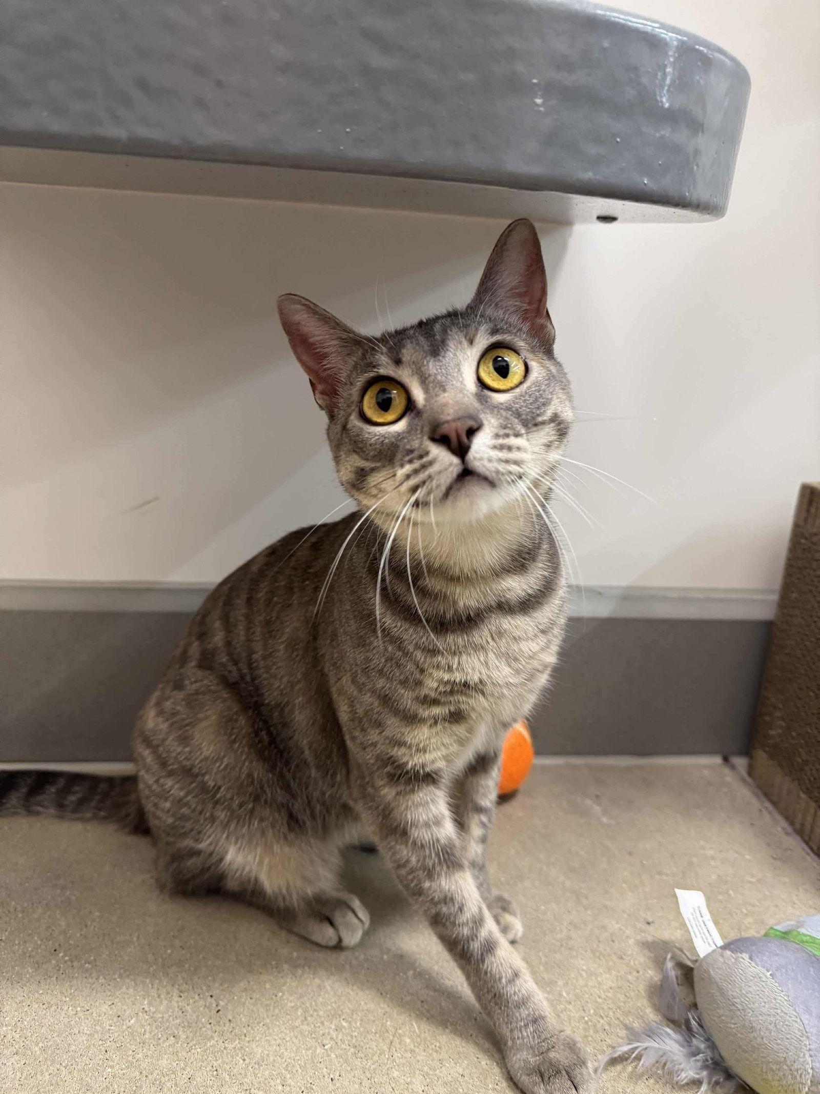 Zola, Adoptable, Adult Female Domestic Short Hair & Tabby.