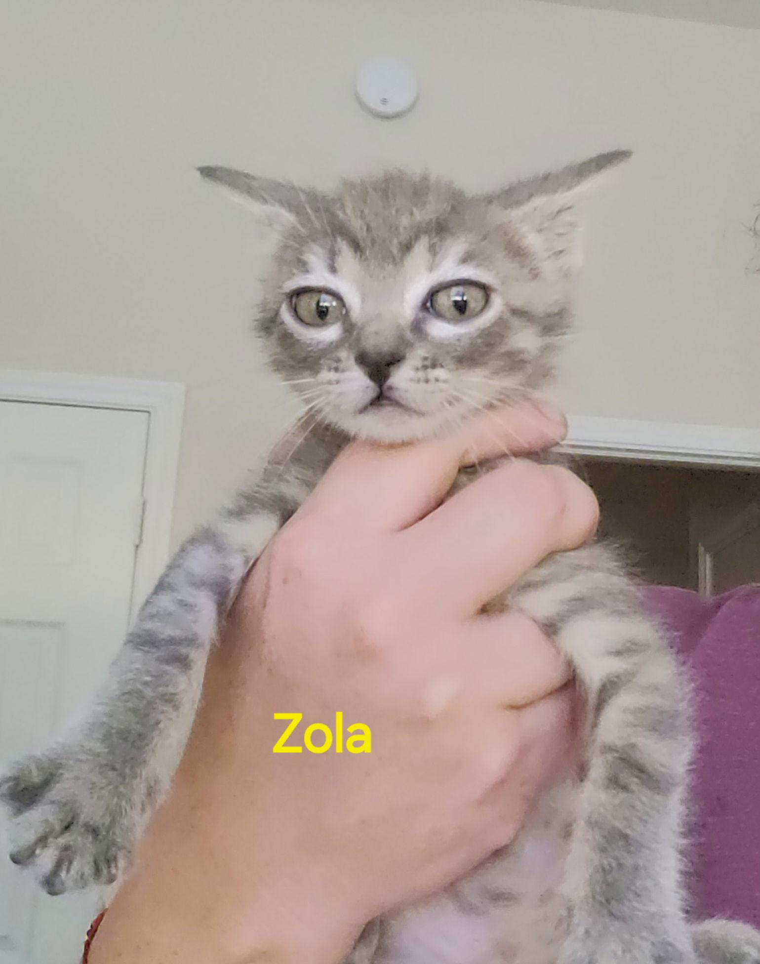 Enlarge Zola, a Adoptable mixed breed in Rosenberg, TX image 2/3