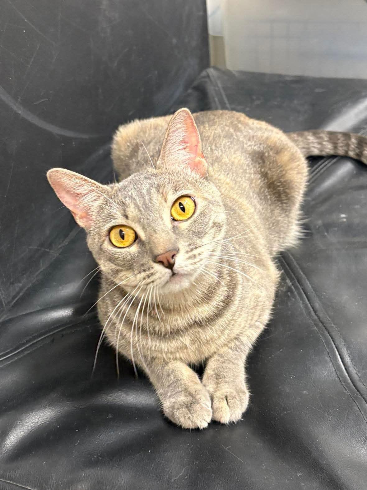 Enlarge Zola, a Adoptable mixed breed in Rosenberg, TX image 3/3