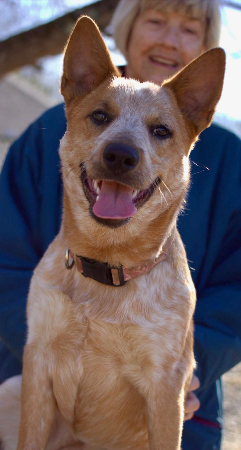 Rein, adopted, Young Female Australian Shepherd & Cattle Dog.