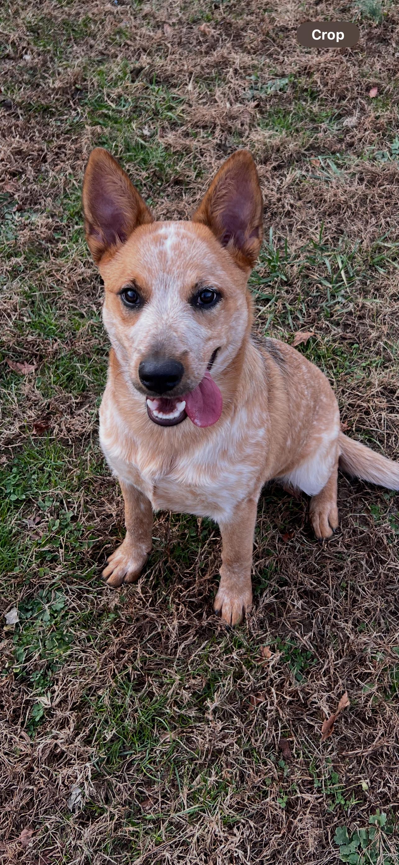 Enlarge Rein, an adopted mixed breed in Saluda, VA image 2/2