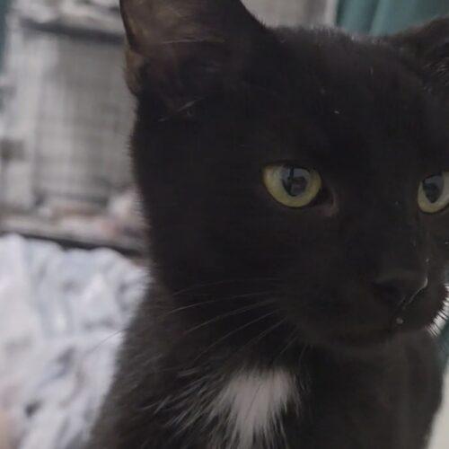 Enlarge Kirkersville, a Adoptable Domestic Short Hair in Canal Winchester, OH image 1/2