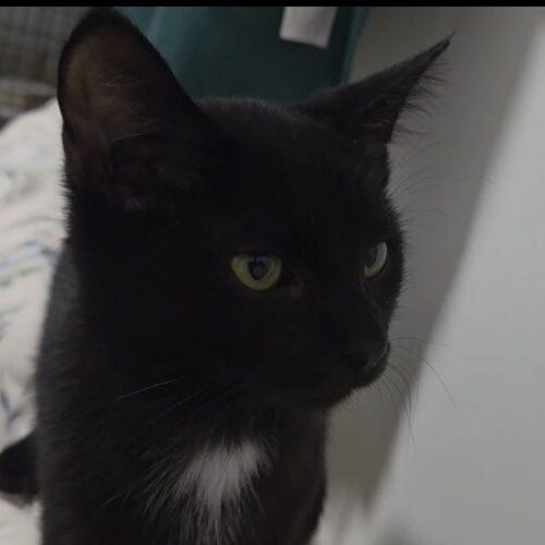Enlarge Kirkersville, a Adoptable Domestic Short Hair in Canal Winchester, OH image 2/2