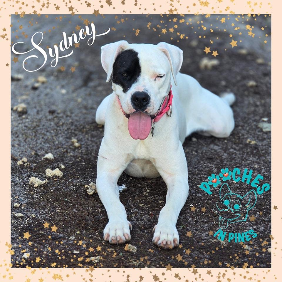 Sydney, a Adopted mixed breed in Pembroke Pines, FL image 2/6