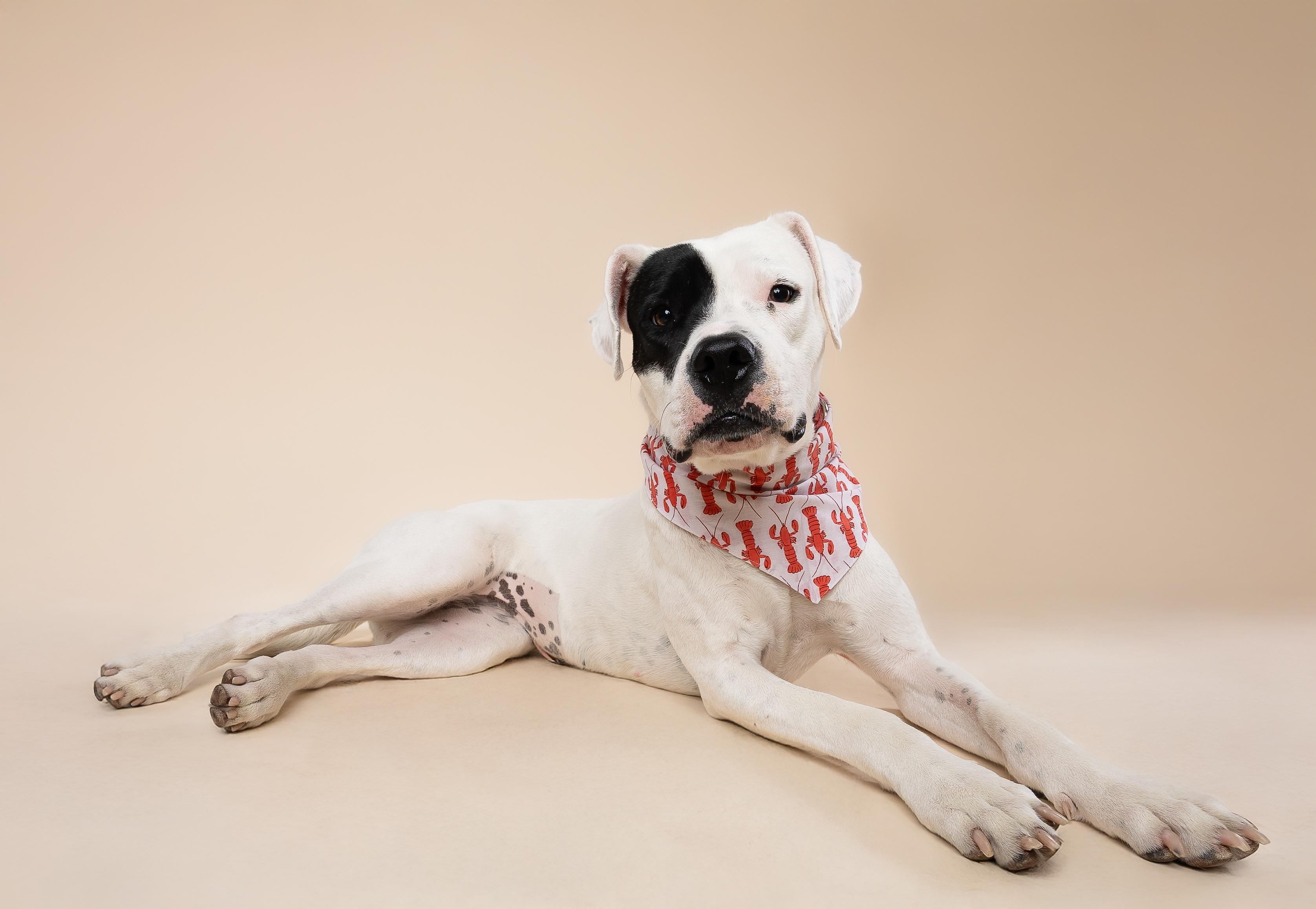 Sydney, a Adopted mixed breed in Pembroke Pines, FL image 6/6