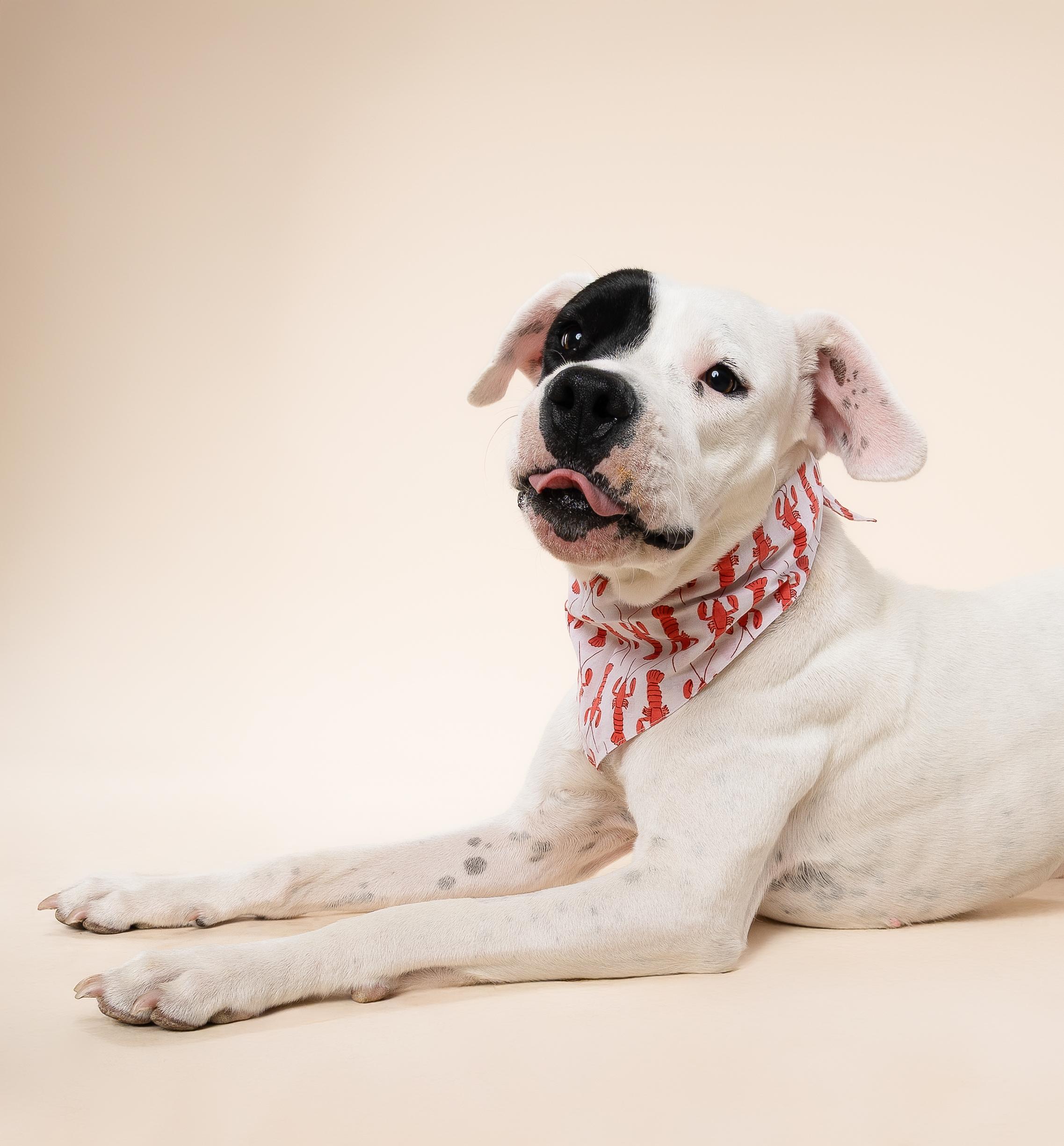 Sydney, a Adopted mixed breed in Pembroke Pines, FL image 3/6