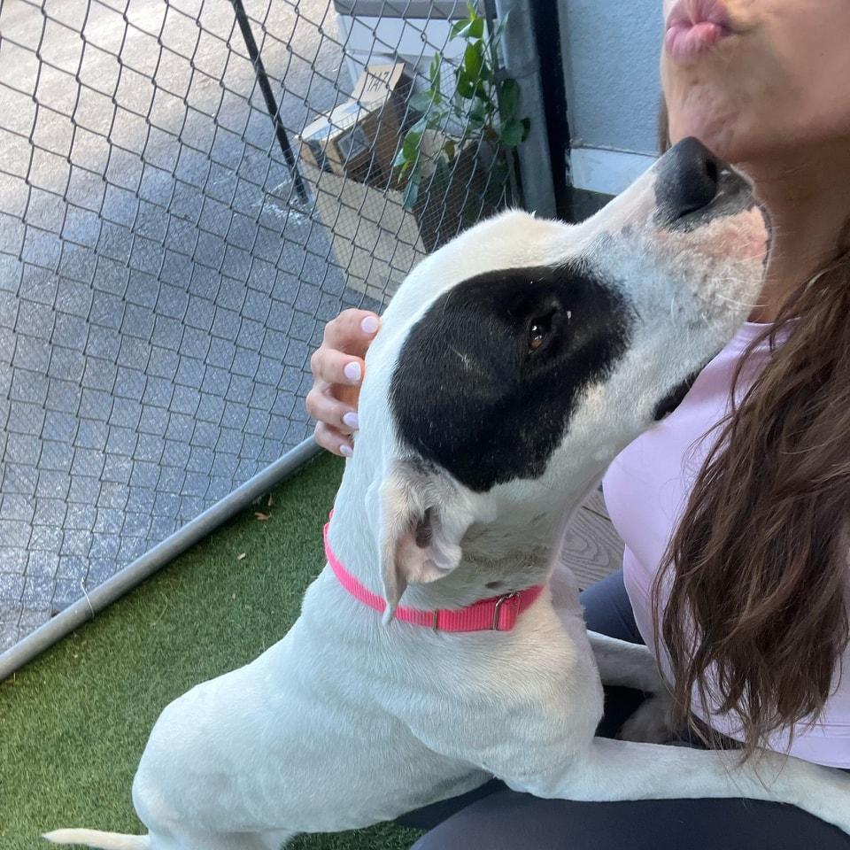 Sydney, a Adopted mixed breed in Pembroke Pines, FL image 4/6