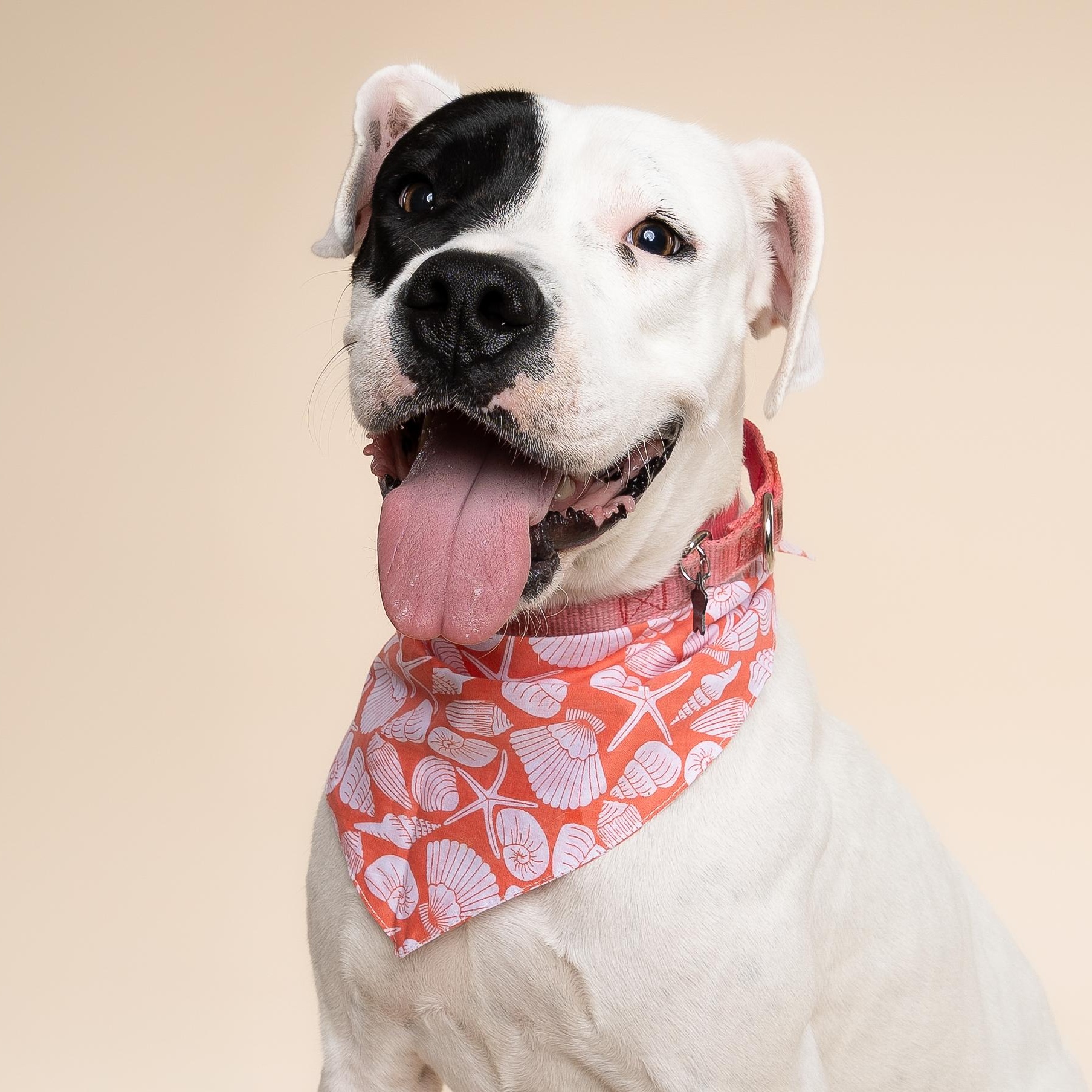 Sydney, a Adopted mixed breed in Pembroke Pines, FL image 1/6