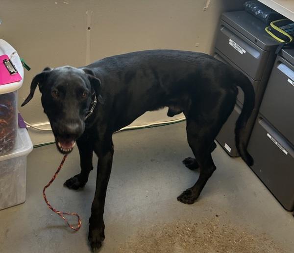 *Tanuki*, Adoptable, Adult Male Labrador Retriever.