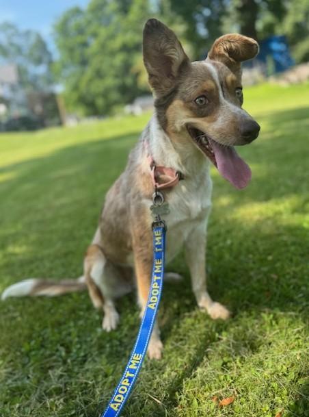 Enlarge Minerva, a Adoptable mixed breed in Albany, NY image 6/6