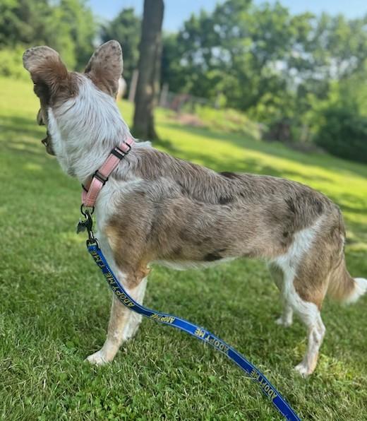 Enlarge Minerva, a Adoptable mixed breed in Albany, NY image 5/6