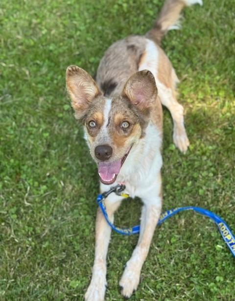 Enlarge Minerva, a Adoptable mixed breed in Albany, NY image 3/6
