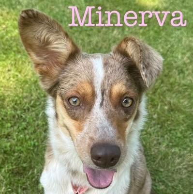 Minerva, Adoptable, Adult Female Australian Shepherd.