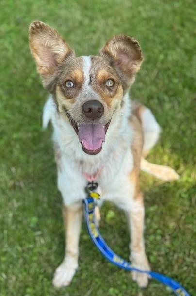 Enlarge Minerva, a Adoptable mixed breed in Albany, NY image 4/6