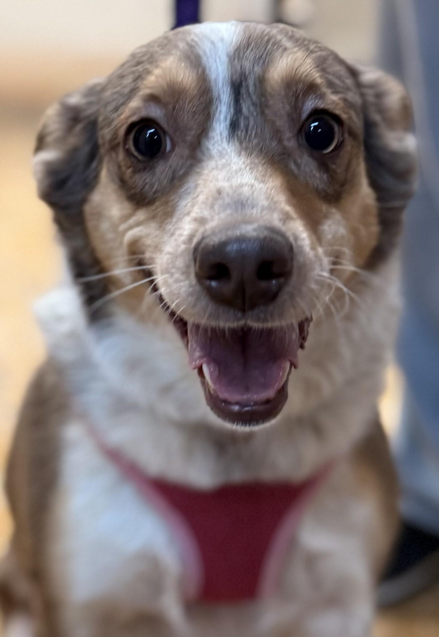 Enlarge Minerva, a Adoptable mixed breed in Albany, NY image 2/6