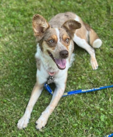 Enlarge Minerva, a Adoptable mixed breed in Albany, NY image 2/6