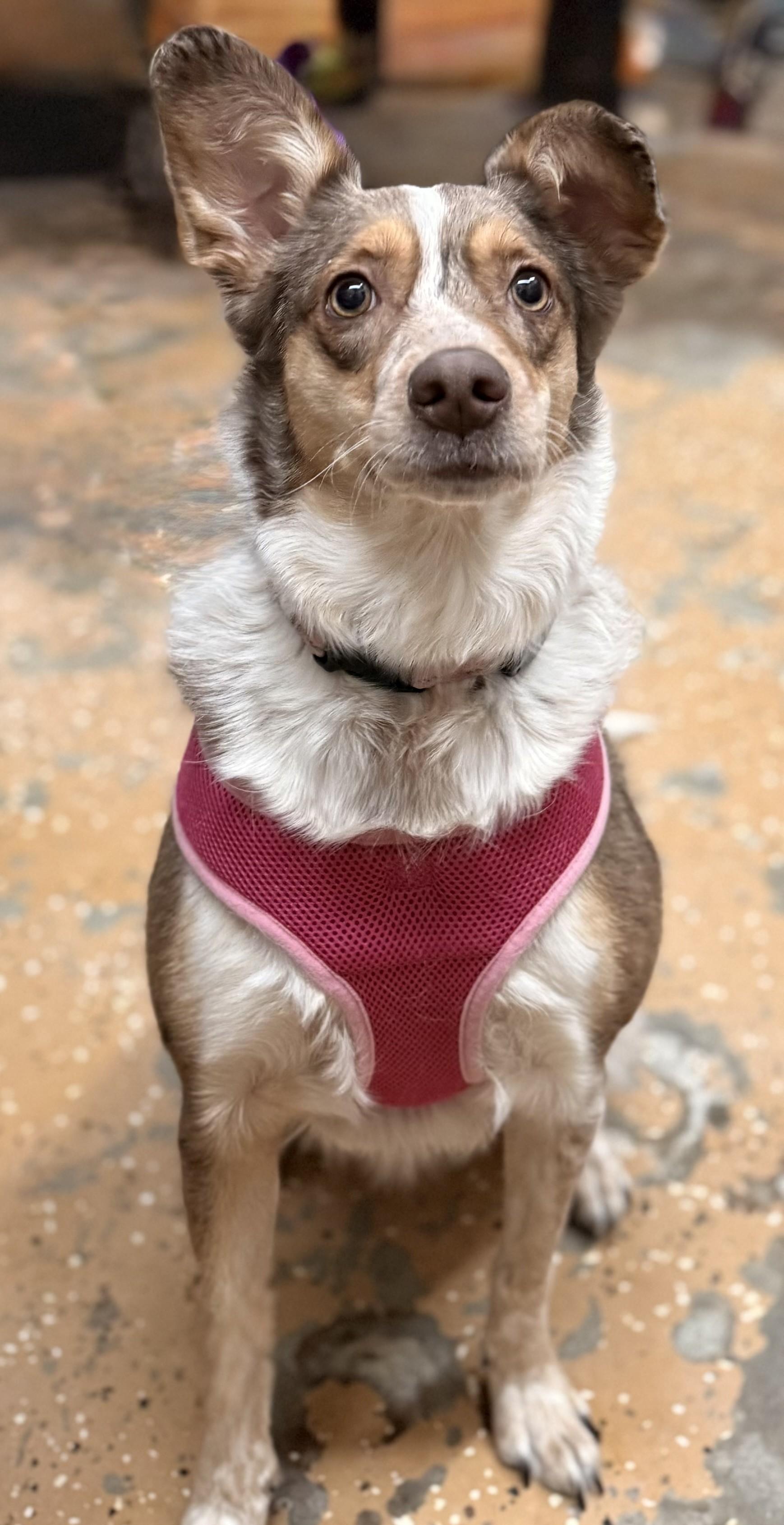 Enlarge Minerva, a Adoptable mixed breed in Albany, NY image 3/6