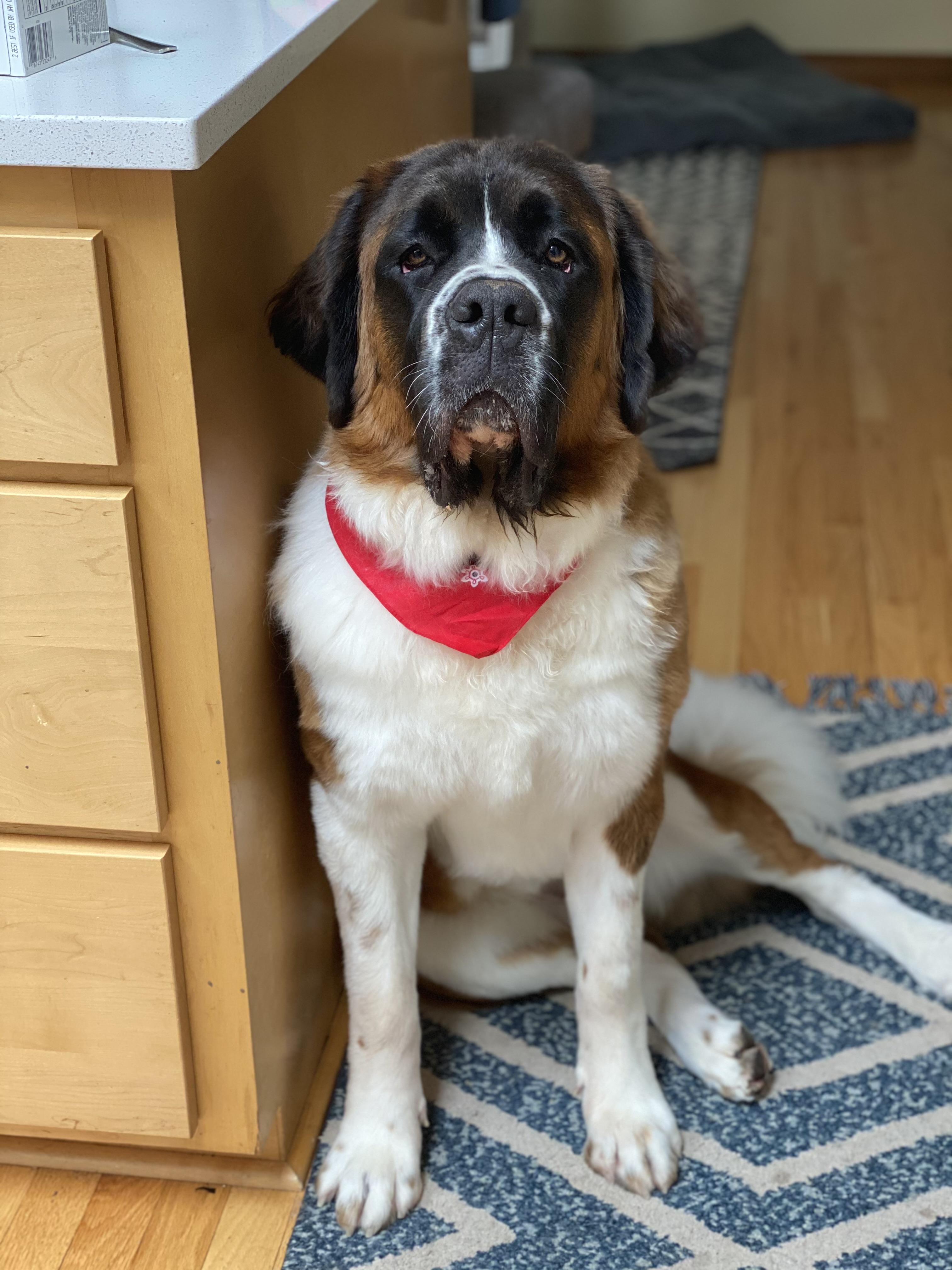 Mavis , Adoptable, Adult Female Saint Bernard.