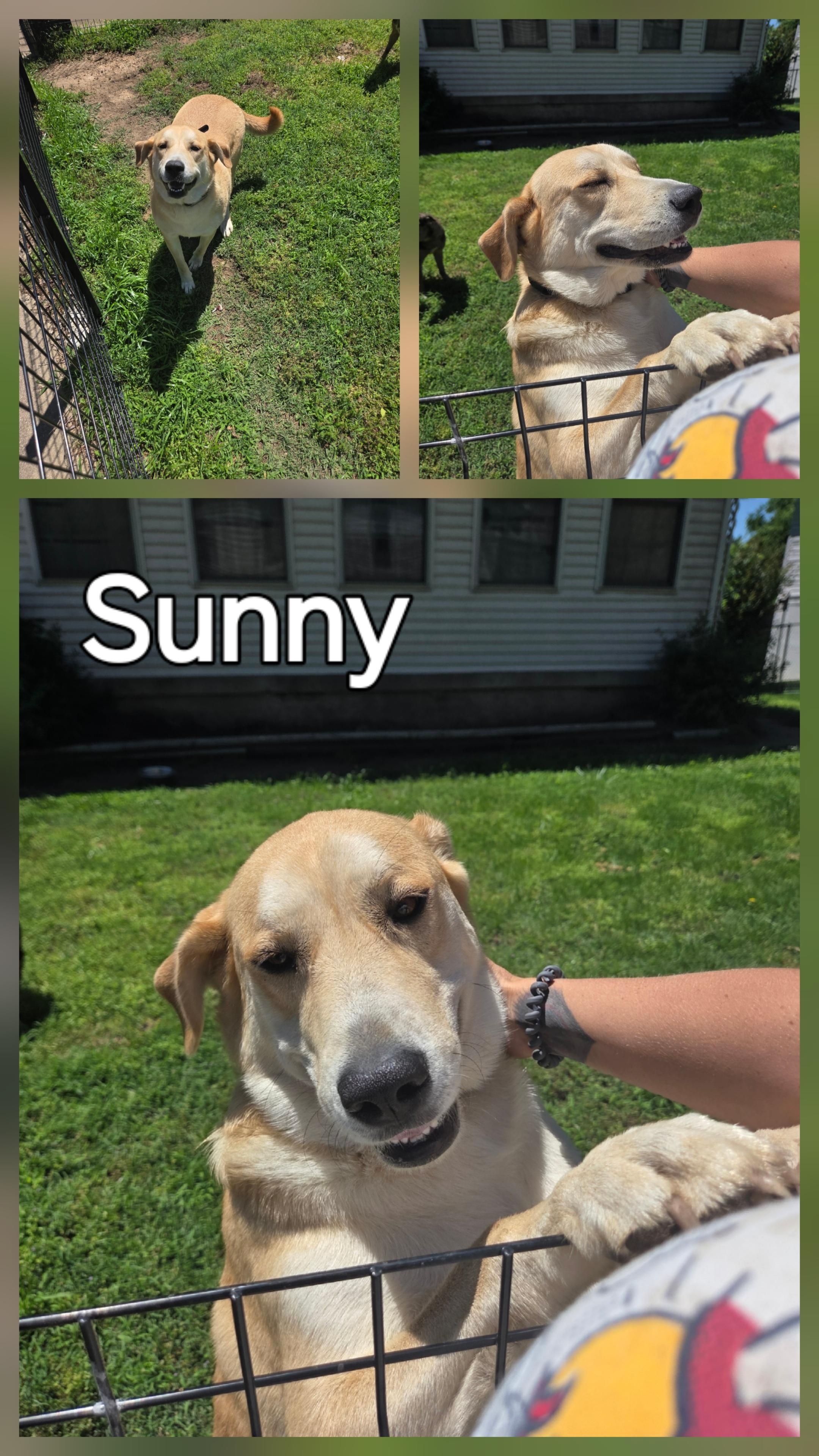 Enlarge Sunny, a Adopted mixed breed in Camden, TN image 1/1