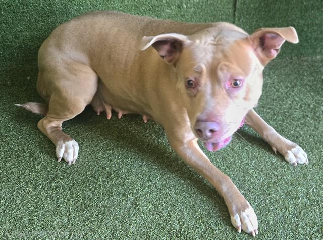 LUNA, Adoptable, Adult Female Pit Bull Terrier.