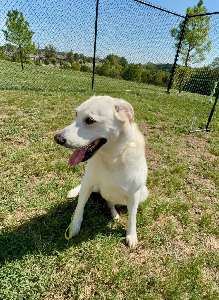 Enlarge Glenn, a Adoptable Labrador Retriever in Springdale, AR image 1/3