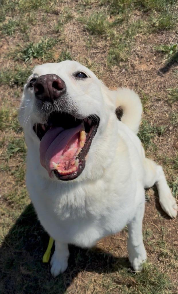 Enlarge Glenn, a Adoptable Labrador Retriever in Springdale, AR image 2/3