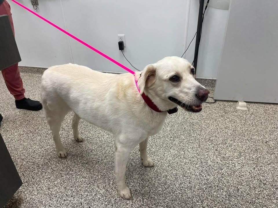 Enlarge Glenn, a Adoptable Labrador Retriever in Springdale, AR image 1/1