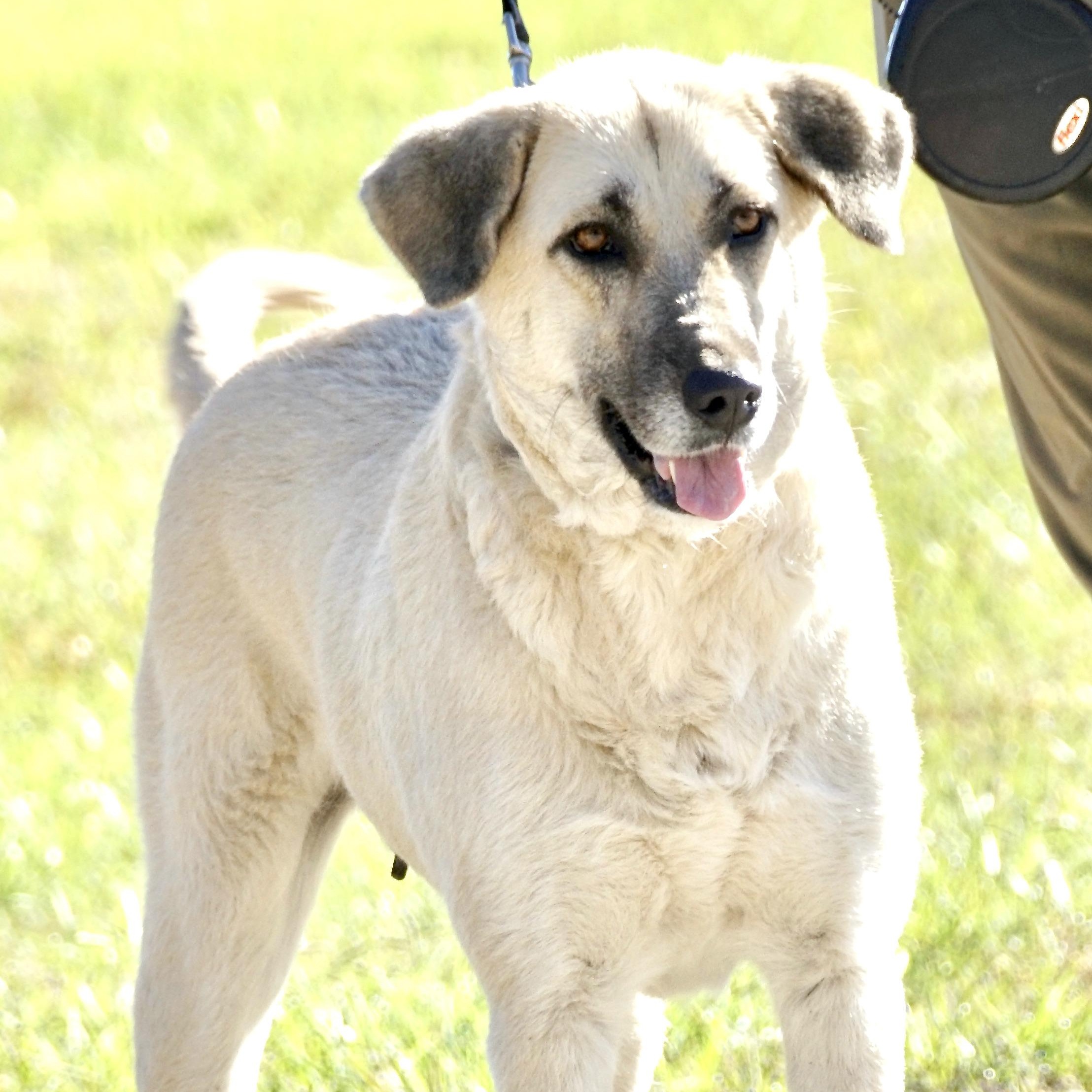 Enlarge Gracie - s, a Adoptable mixed breed in Sequatchie, TN image 6/6