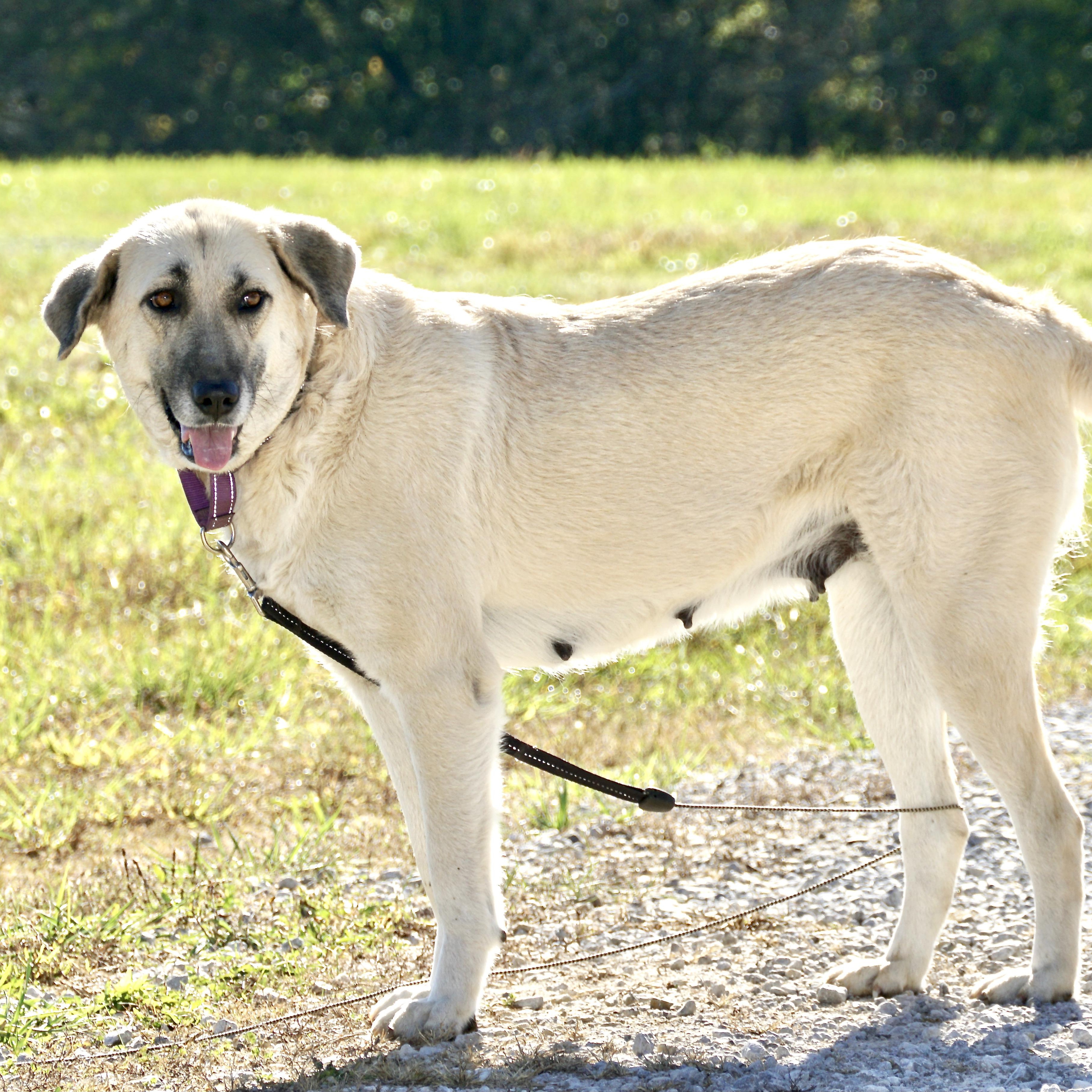 Enlarge Gracie - s, a Adoptable mixed breed in Sequatchie, TN image 5/6
