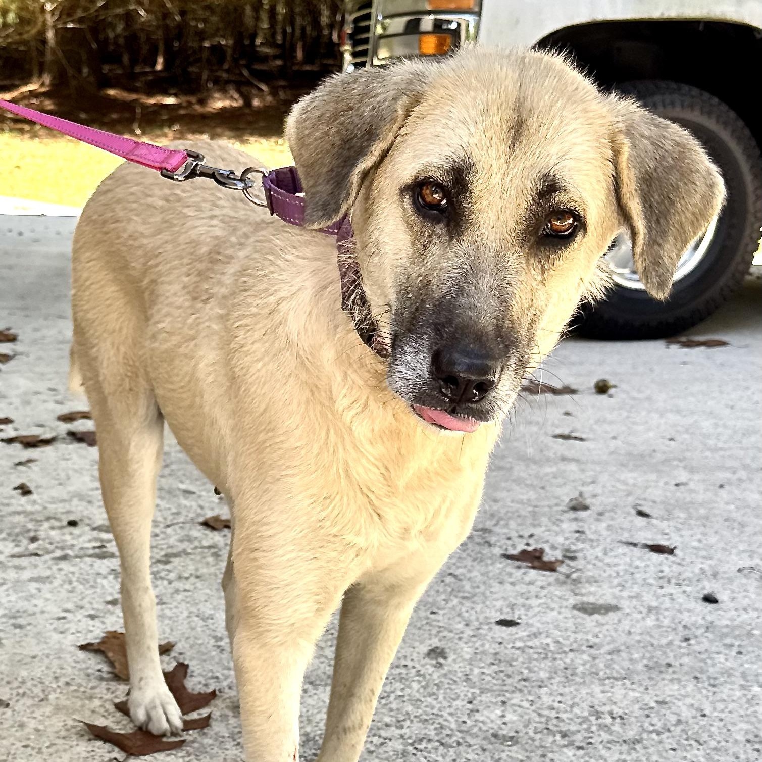 Gracie - s, Adoptable, Adult Female Anatolian Shepherd & Great Pyrenees.