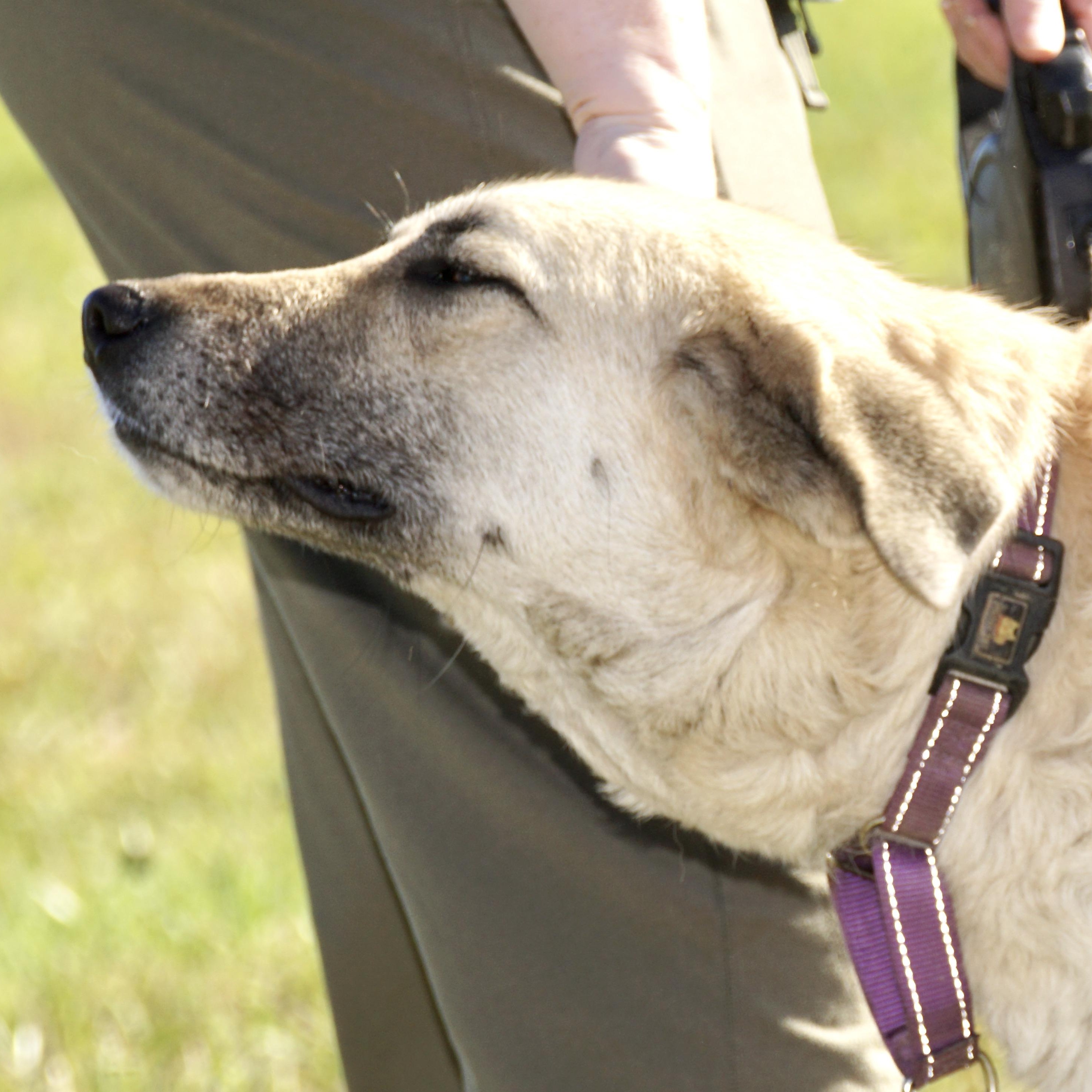 Enlarge Gracie - s, a Adoptable mixed breed in Sequatchie, TN image 4/6