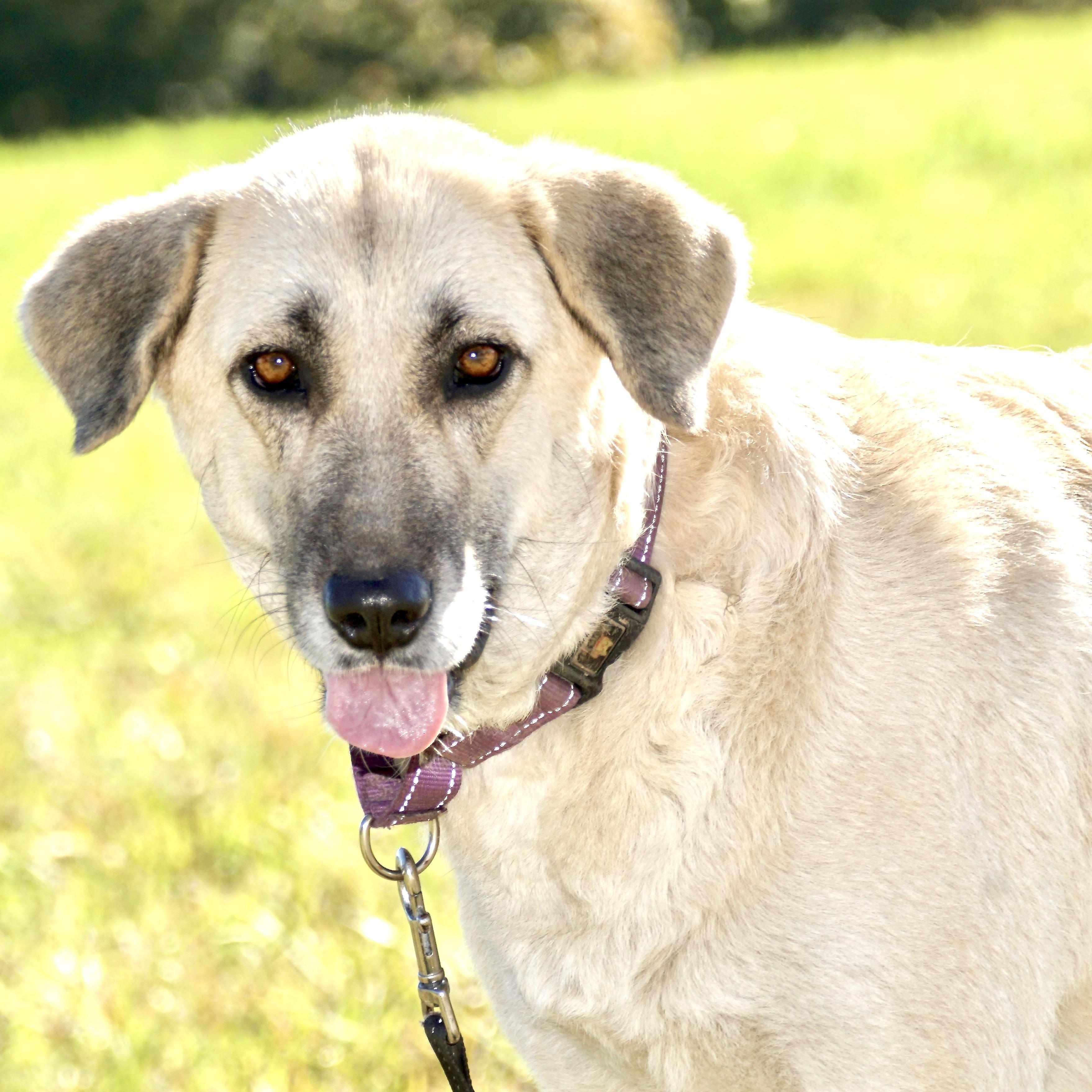 Enlarge Gracie - s, a Adoptable mixed breed in Sequatchie, TN image 3/6