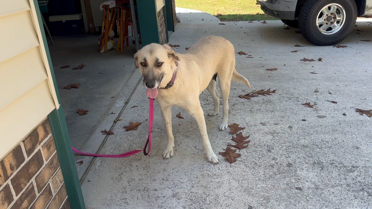 Enlarge Gracie - s, a Adoptable mixed breed in Sequatchie, TN video 2/6
