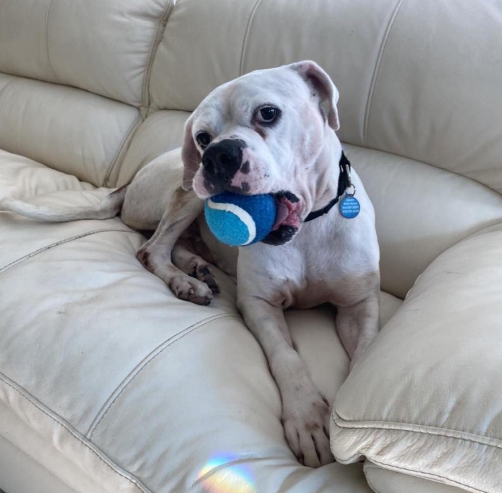 SAMMY, Adoptable, Adult Male American Bulldog & Boxer.